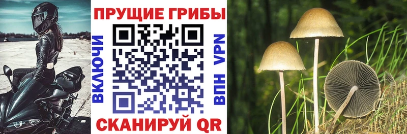 Купить где  Вязники  Галлюциногенные грибы мухоморы 